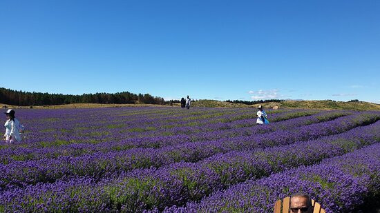 New Zealand Alpine Lavender Farm景点图片