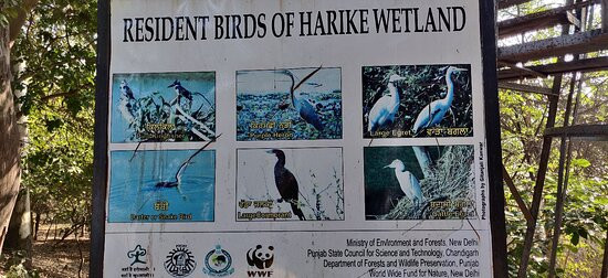 Harike Wetland and Bird Sanctuary景点图片