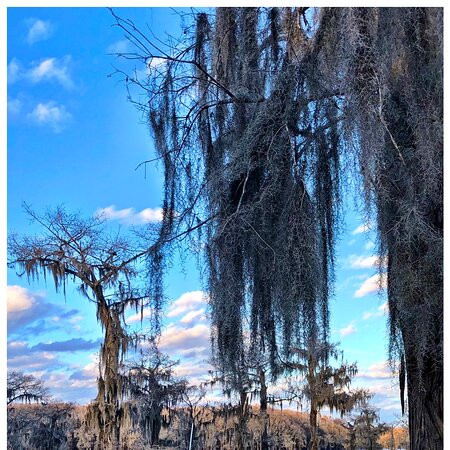 Caddo Lake Tours and Canoe Rentals-Uncertain必去景点