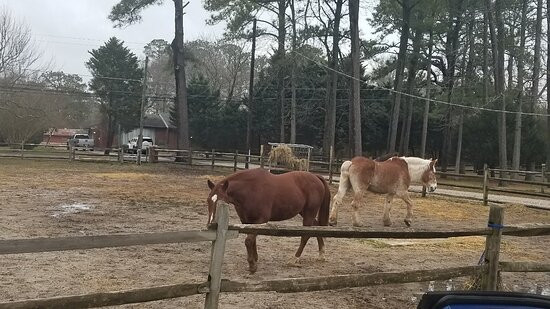 Chincoteague Pony Centre景点图片