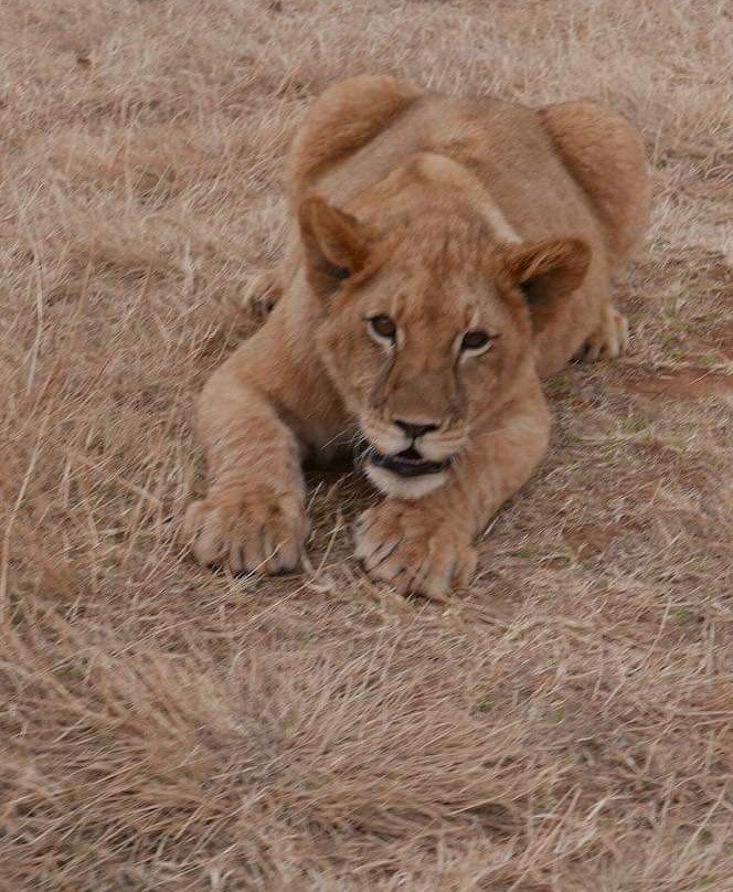 Walking With Lions-比勒陀利亚必去景点