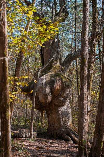 Cedars of Lebanon State Park-Lebanon必去景点