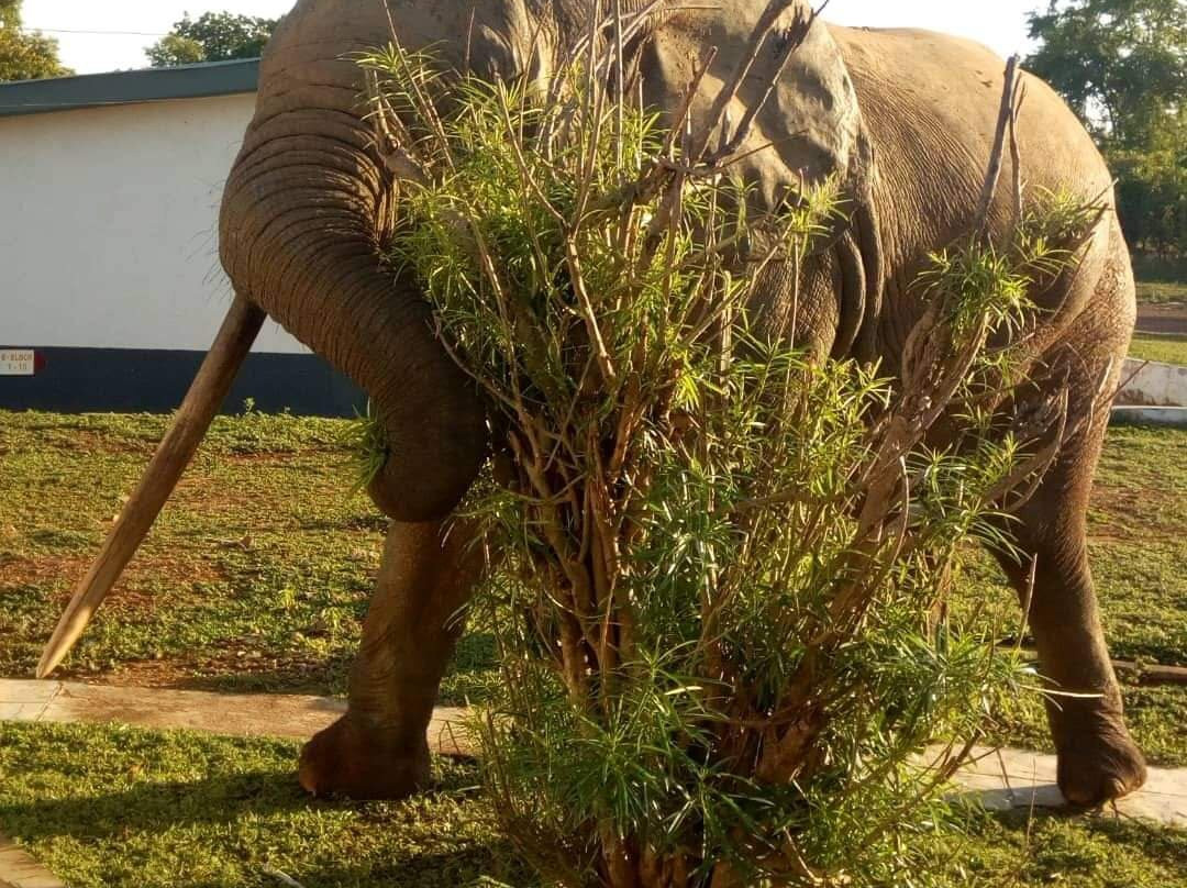 Mole National Park-Wa必去景点