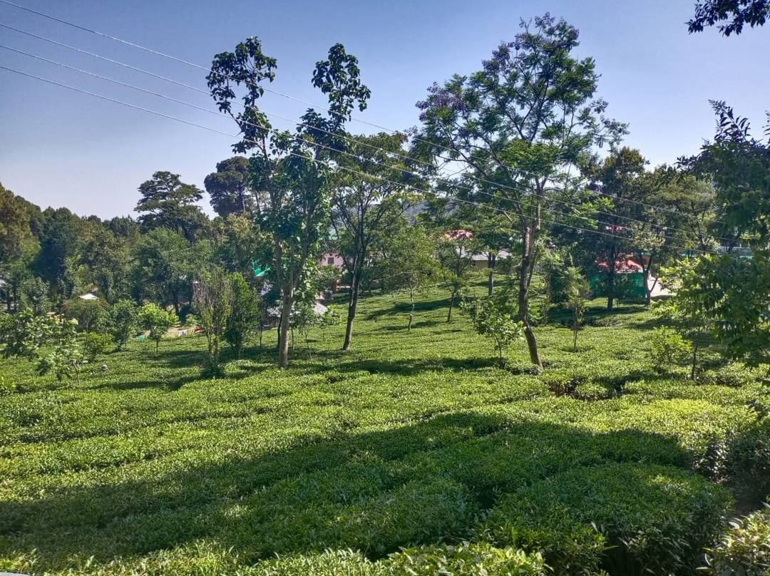 Royal Green Buds主图