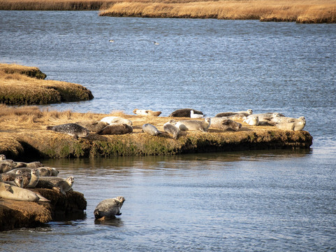 Long Island Whale and Seal Watching-自由港必去景点