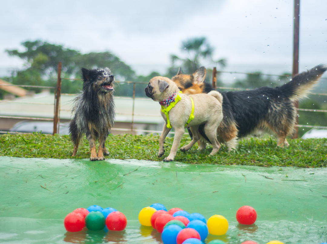 DOGIN CLUB景点图片