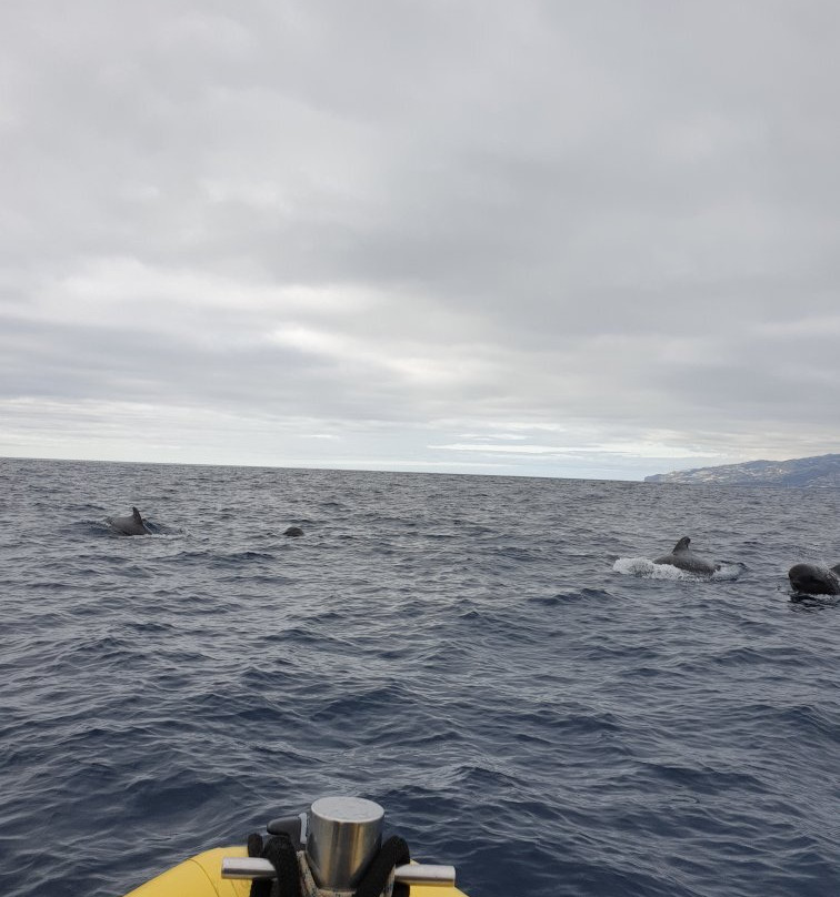 Madeira Sea Emotions Boat Tours景点图片