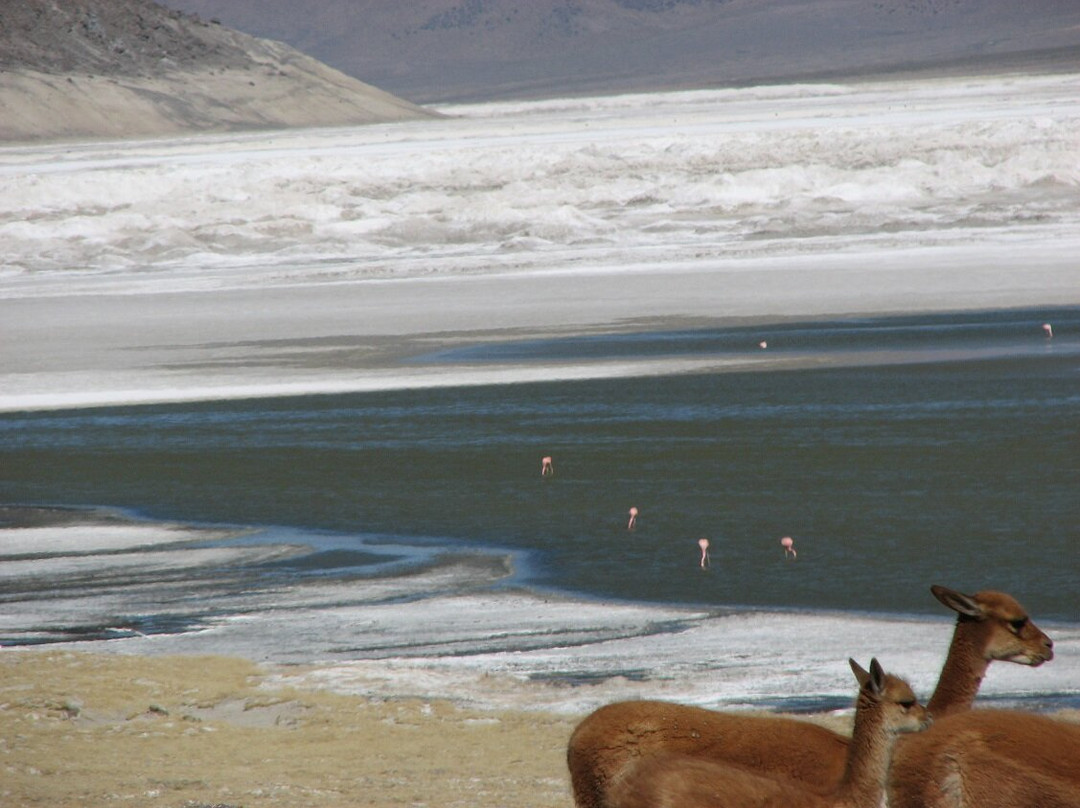 Salar de Surire景点图片