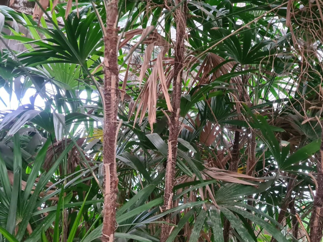 Utopia Orchid Park-Bahan必去景点