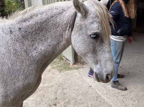 Mas Saint Germain-阿尔勒必去景点
