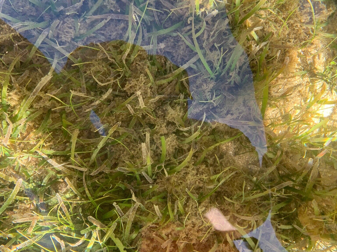 Mangrov Eco Tour-Sainte Rose必去景点