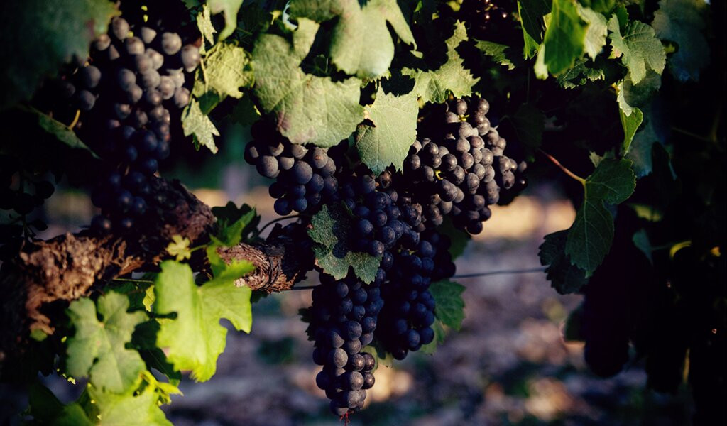 Domaine Les Patys-Bedoin必去景点