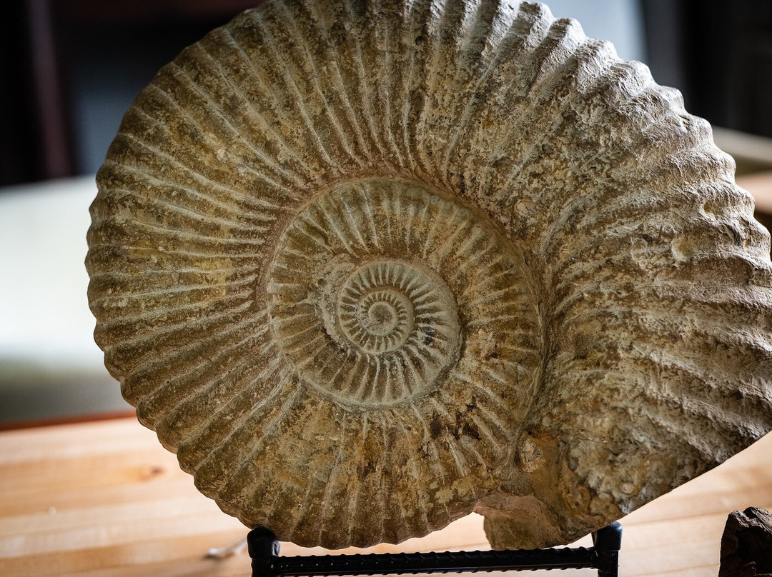 Tampa Bay Salvage-塔彭斯普林斯必去景点