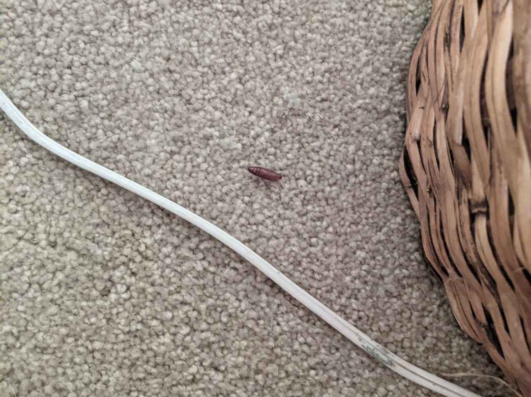 Pawleys Plantation Golf and Country Club主图