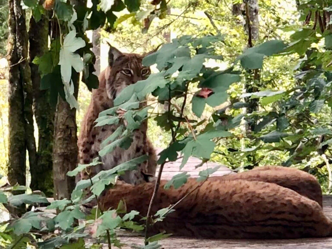 Cumberland Wildpark Grünau景点图片