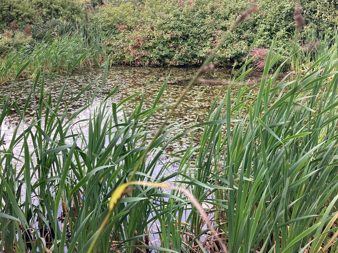Longframlington Gardens景点图片