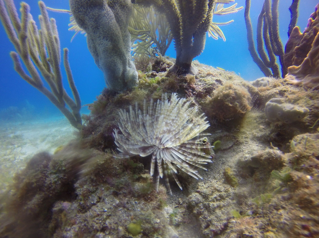 Les Baillantes Tortues-Pointe-Noire必去景点