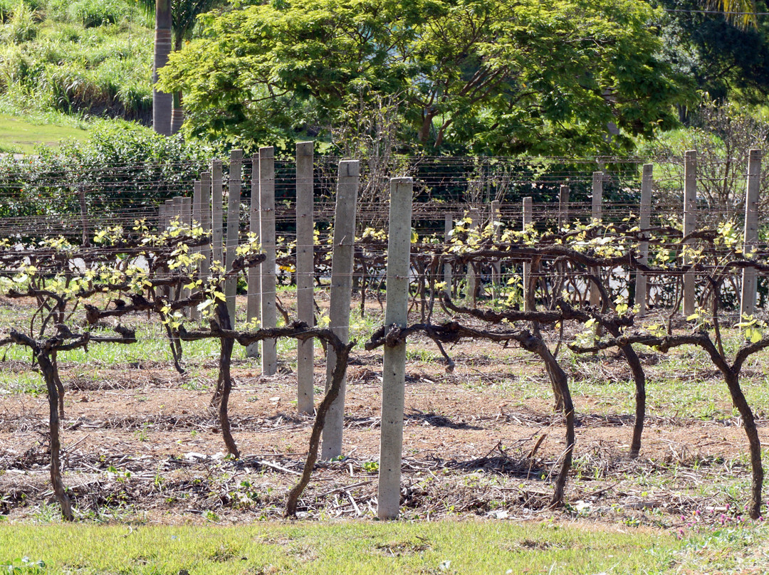 Adega Familia Ferragut-维涅杜必去景点