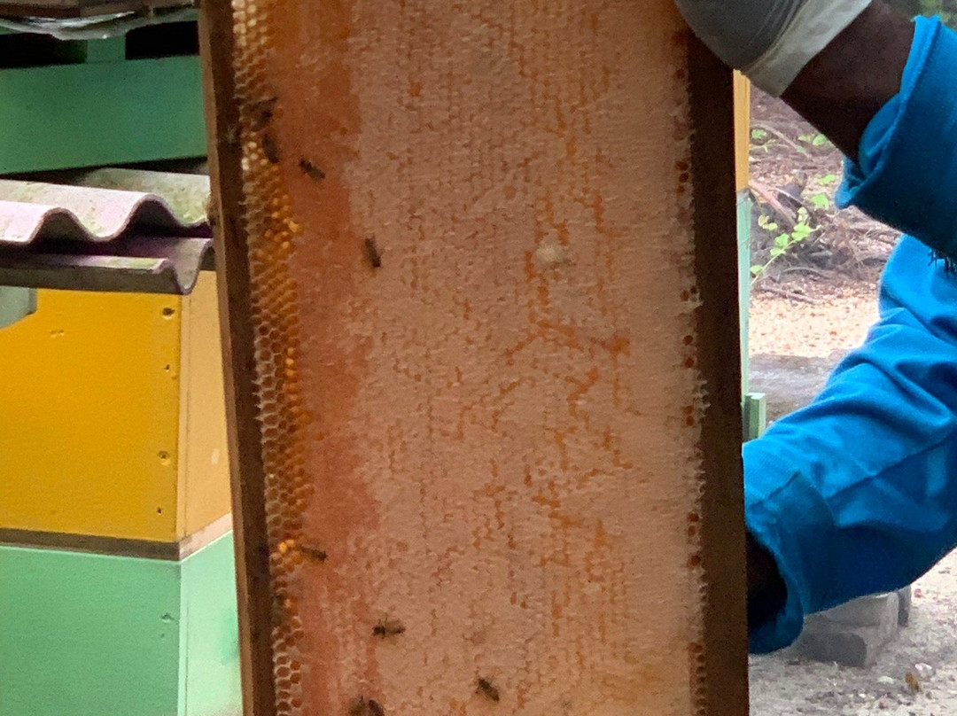 Mr Honey Bees Farm景点图片