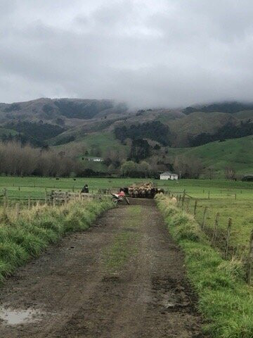 Te Aroha Motel主图