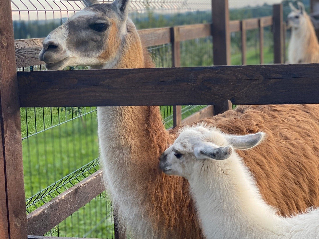 Russian Alpaca Farm景点图片