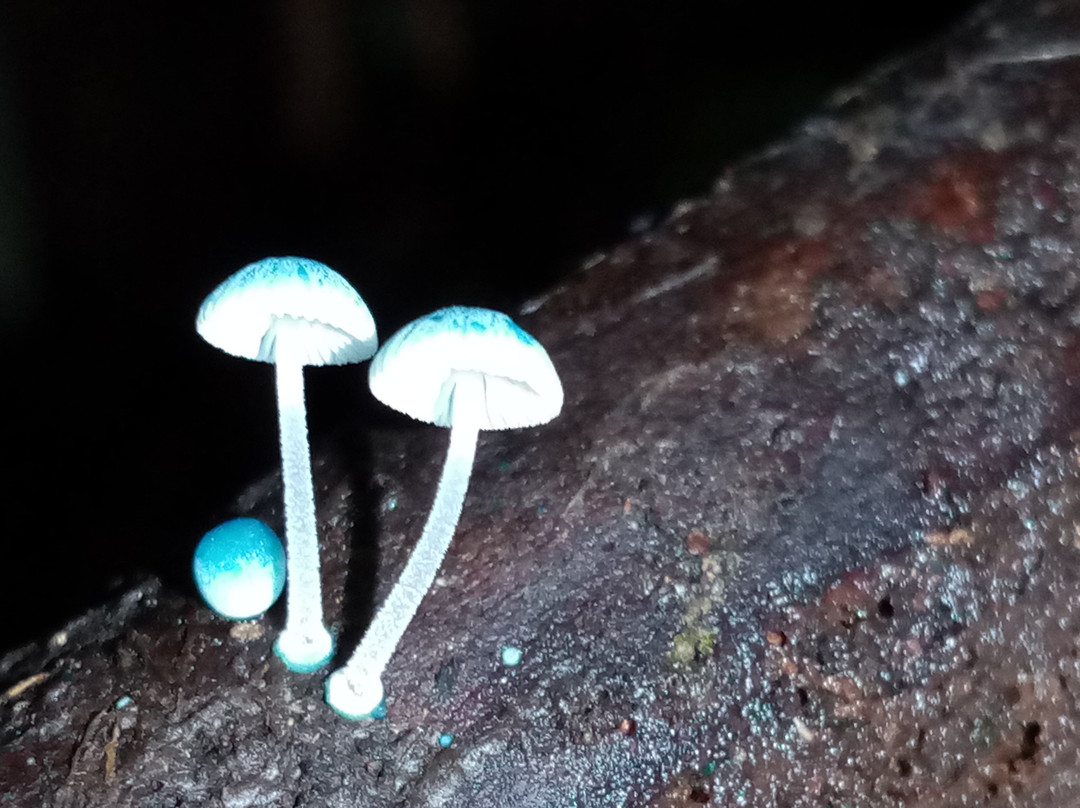 Isla de Quinchao-奇洛埃岛必去景点