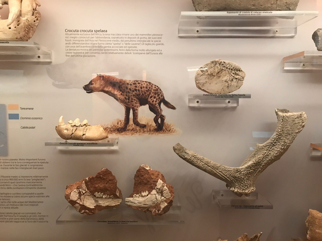 Museo di Storia Naturale della Maremma景点图片