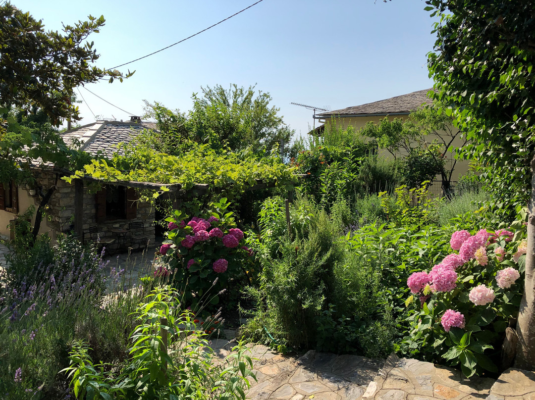 Αrnica Montana主图