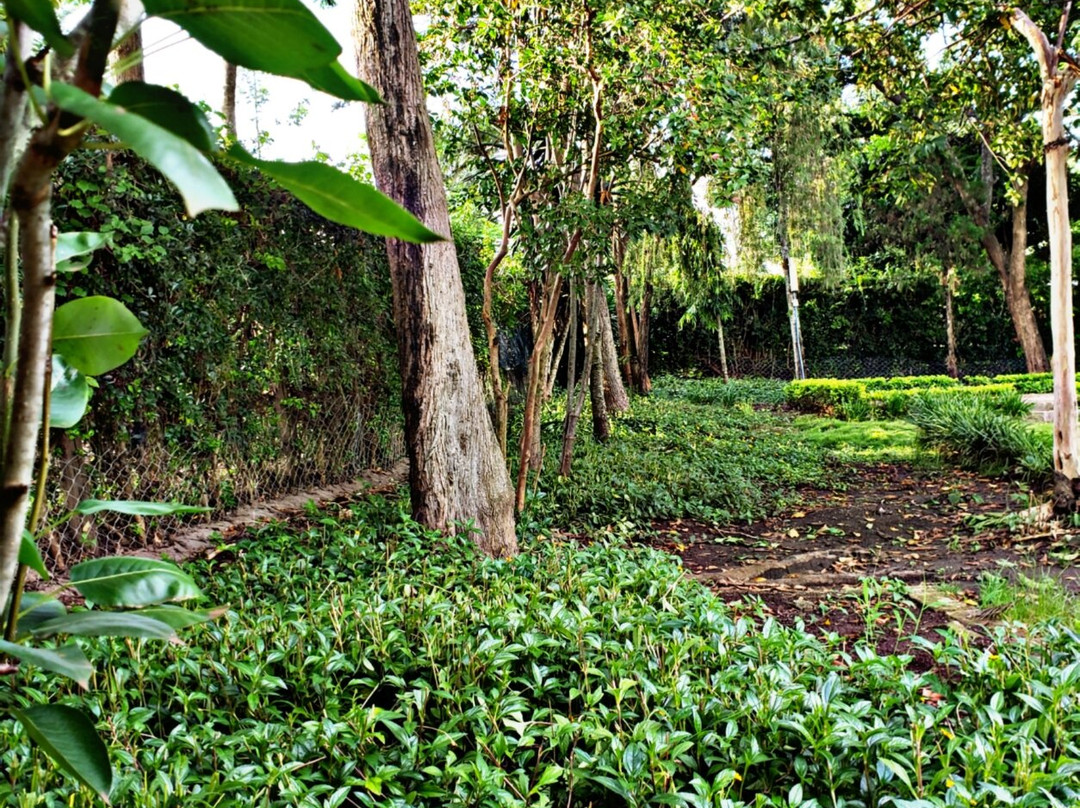 Safariland Cottages主图