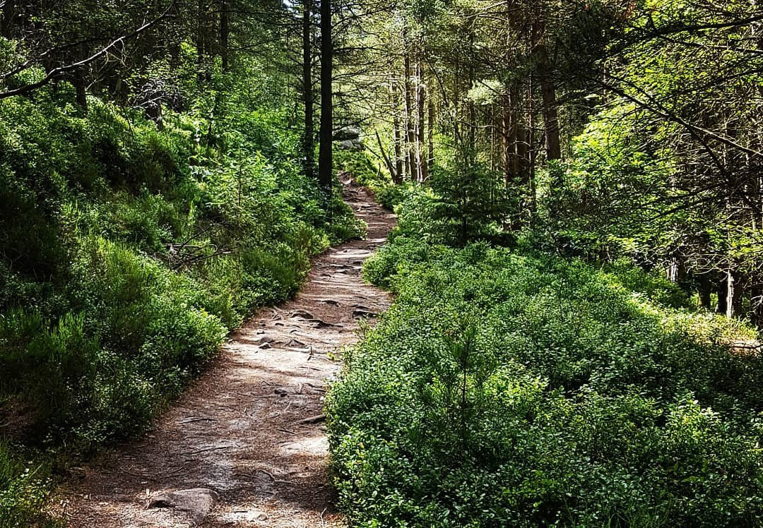 Thrunton Woods景点图片