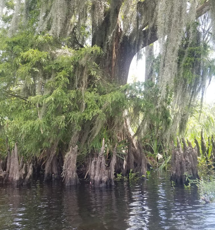 Wild Louisiana Kayak Swamp Tours景点图片