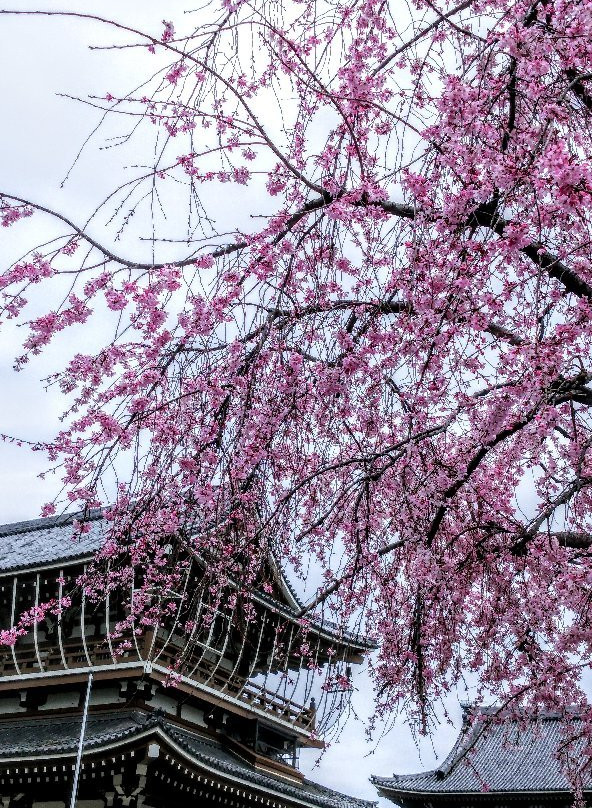 Shinshu Otaniha Nagoya Betsuin (Higashi Betsuin)-Naka必去景点