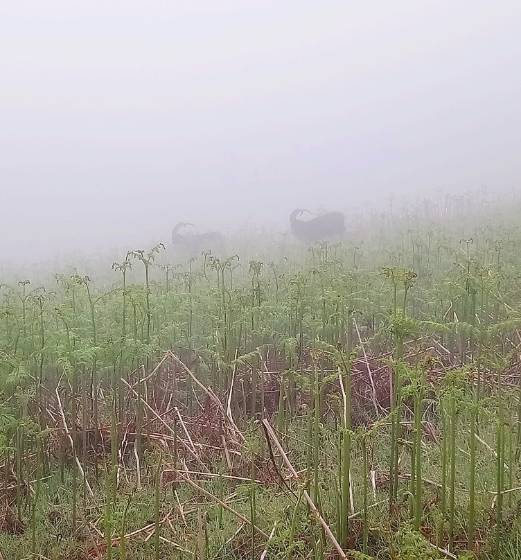 Cheviot Hills-Wooler必去景点