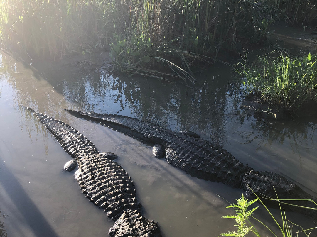 Crocodile Encounter-Angleton必去景点