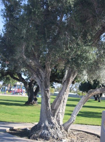 Victoria Park-棕榈泉市必去景点