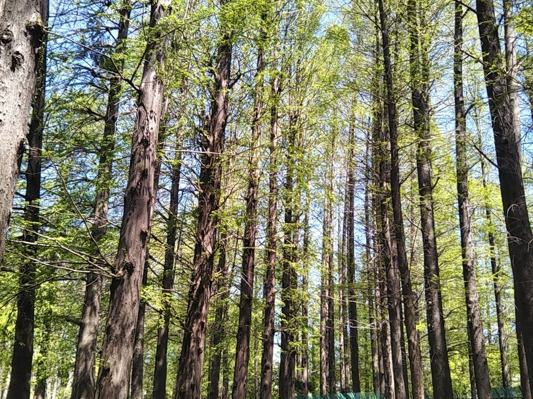 Besshonuma Park-埼玉市必去景点