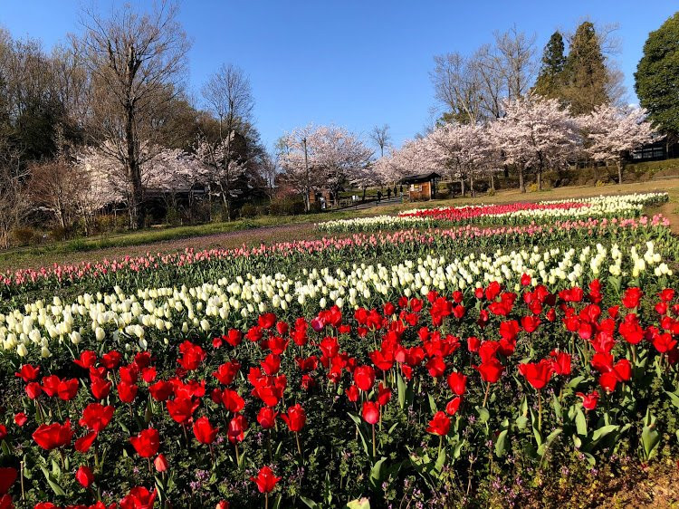Gifu Seiryu Satoyama Park-美浓加茂市必去景点