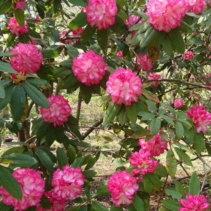 Nanasawa Forest Park景点图片