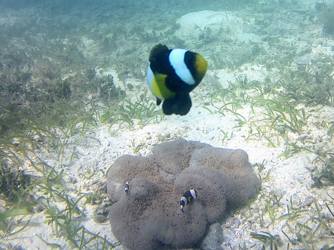 Mimpi Manis Snorkel Trips-Kuta必去景点