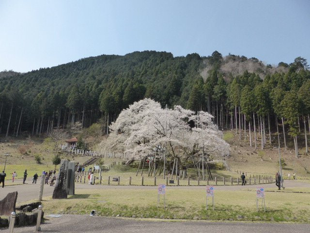 Usuzumi Park-本巢市必去景点
