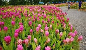 Suphanburi Agricultural Extension and Development Center-乌通必去景点