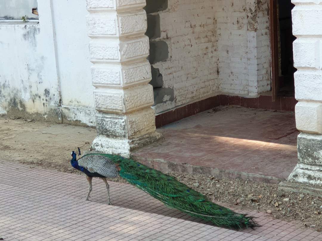 Netaji Subhash Chandra Bose Island-布莱尔港必去景点
