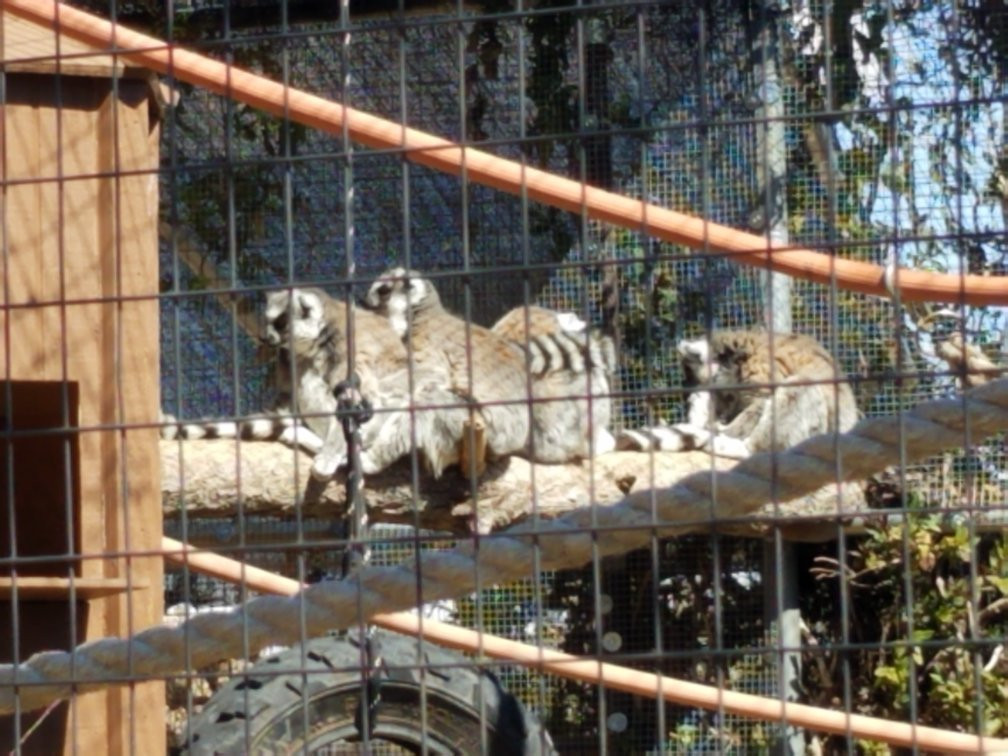 2024年1月Heritage Park Zoo景点攻略Heritage Park Zoo门票预订地址图片Heritage Park