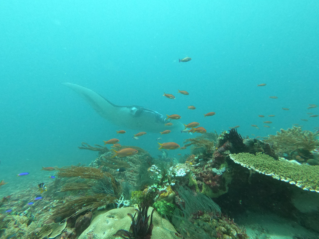 Blue Marlin Dive Komodo景点图片