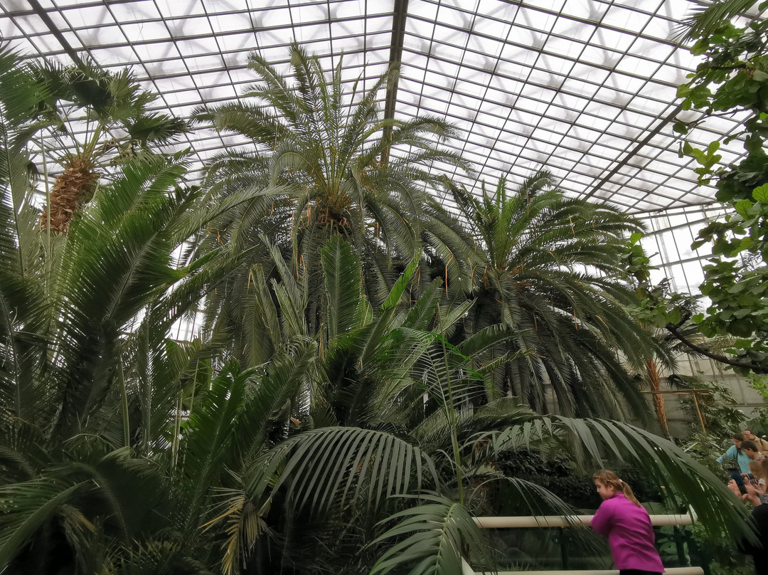 Palmiarnia Miejska景点图片