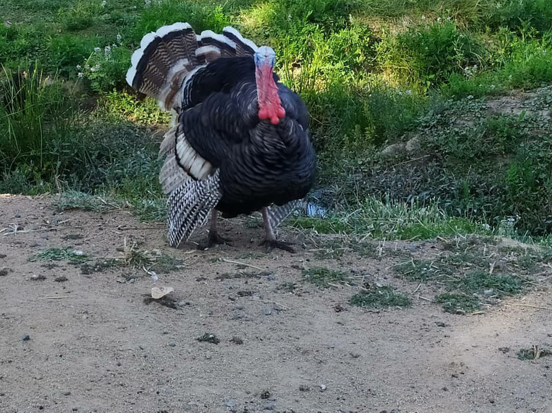 Jardín botanico de la Universidad de Talca-塔尔卡必去景点