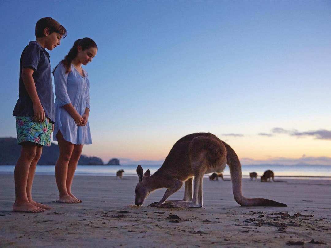 Sacred Owl Tours (Port Douglas)-道格拉斯港必去景点