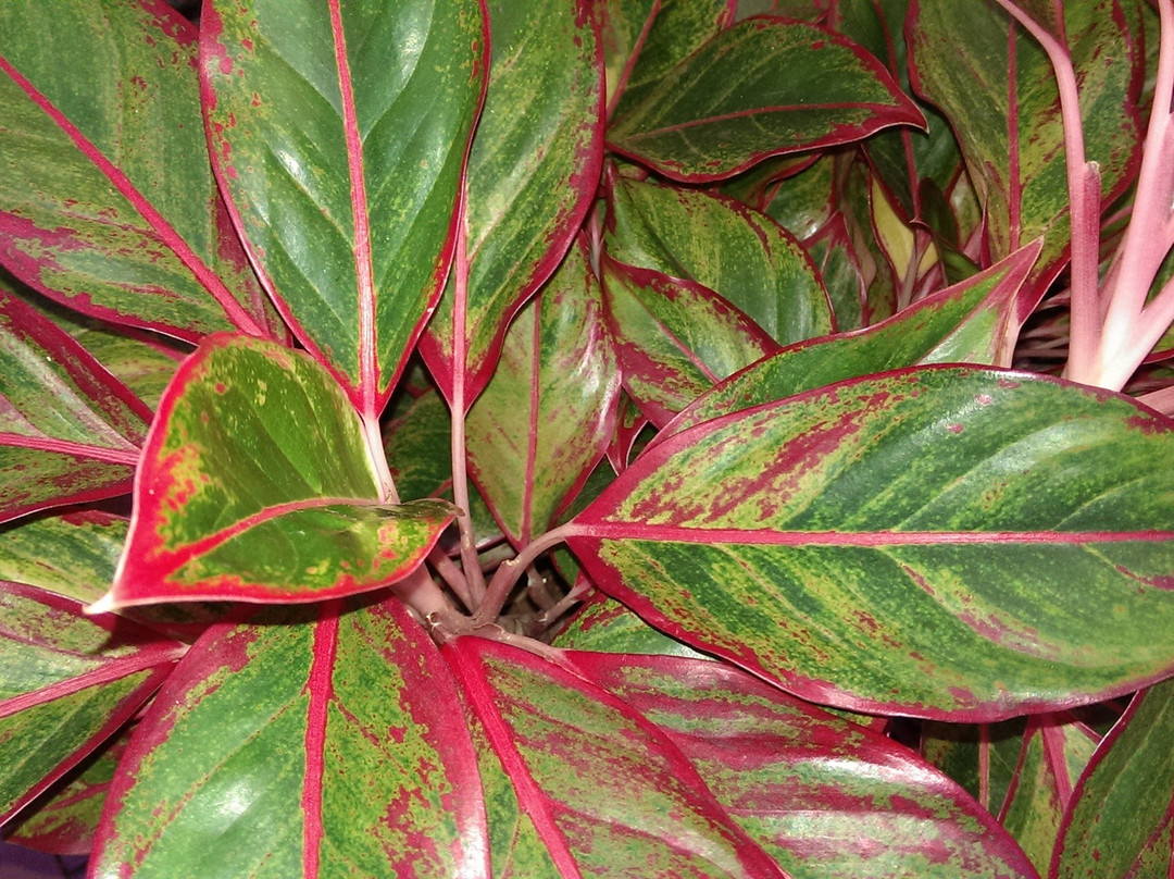 Midtown Guest House主图