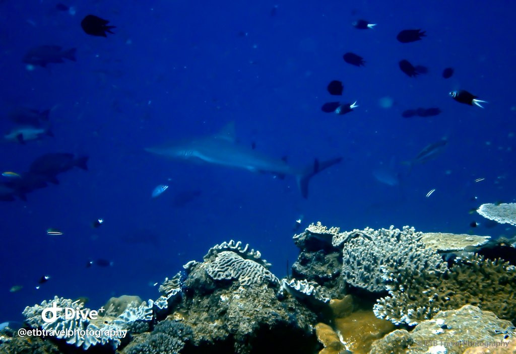 Shark Point景点图片