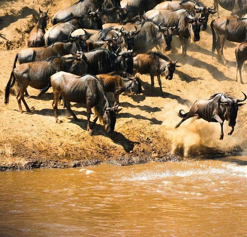 Mikumi Holiday Safaris Team景点图片